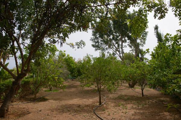 Myrtiana Villa بروتاراس المظهر الخارجي الصورة